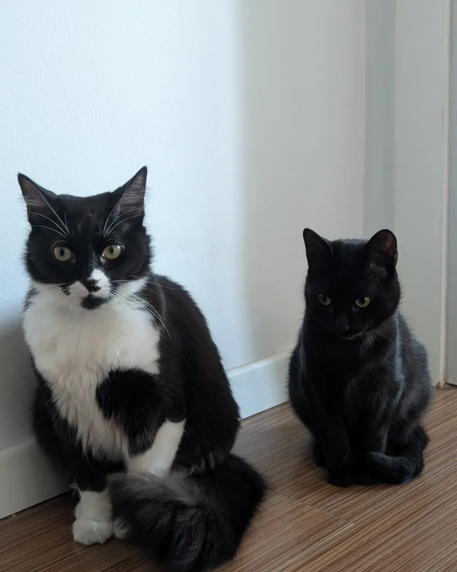 Los dos gatos de Alicia, uno blanco y negro y otro negro, sentados en el pasillo